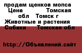 продам щенков мопса › Цена ­ 8 000 - Томская обл., Томск г. Животные и растения » Собаки   . Томская обл.